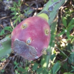 Opuntia keyensis fruit