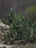 Opuntia laevis, Boyce Thompson Arboretum, Superior, AZ