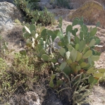 Opuntia laevis, Boyce Thompson Arboretum, AZ
