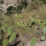 Opuntia laevis, Catalina Rd, Tucson, AZ