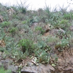 Opuntia laevis, Box Canyon, Santa Rita Mts, AZ
