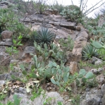 Opuntia laevis, growing on canyon walls