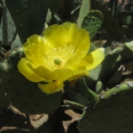 Opuntia laevis, Desert Botanical Garden, Tempe, AZ