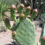 Opuntia laevis, Desert Botanical Garden, Tempe, AZ