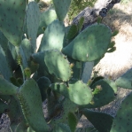 Opuntia laevis, Ash Canyon, Huachuca Mts, AZ