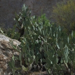 Opuntia laevis, Boyce Thompson Arboretum, Superior, AZ