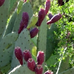 Opuntia laevis, garden plant, Phoenix, AZ