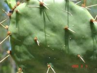 Opuntia leptocarpa, garden plant