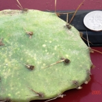Opuntia leptocarpa, Beeville, TX
