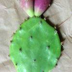 Opuntia leptocarpa, Helena, TX
