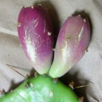 Opuntia leptocarpa, Helena, TX