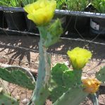 Opuntia leptocarpa-like, garden plant from Port Aransas, TX