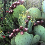 Opuntia lindheimeri subarmata, fruit, Rio Grande Botanical Garden, Albuquerque, NM