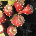 Opuntia lindheimeri subarmata, fruit