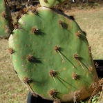 Opuntia lindheimeri subarmata, garden plant from Del Rio, TX