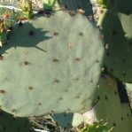 Opuntia lindheimeri subarmata, Del Rio, TX