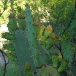 Opuntia lindheimeri subarmata, Del Rio, TX