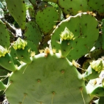 Opuntia lindheimeri subarmata, Tucson garden