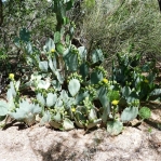 Opuntia lindheimeri subarmata, Tucson garden