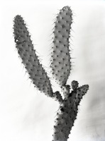 Opuntia lindheimeri linguiformis/cow longue