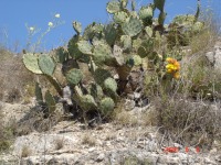 Opuntia lindheimeri, Del Rio, TX, April