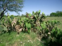 Opuntia lindheimeri, east TX
