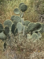 opuntia-lindhiermeri-artesis-wells