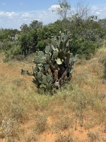 opuntia-lindhiermeri-artesis-wells2