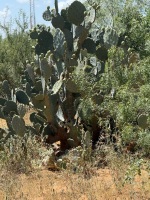 opuntia-lindhiermeri-artesis-wells3