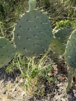 opuntia-lindhiermeri-artesis-wells4