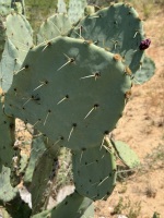 opuntia-lindhiermeri-artesis-wells5