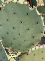 opuntia-lindhiermeri-artesis-wells6