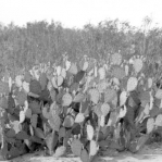 Opuntia lindheimeri, ca. 1910, David Griffiths