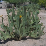 Opuntia lindheimeri 'Linguiformis', Tucson, AZ
