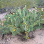 Opuntia lindheimeri, Tohono Chul Park, Tucson, AZ