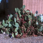 Opuntia lindheimeri, garden plant, protected location, Albquerque, NM