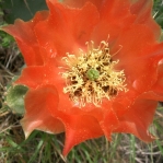 Opuntia lindheimeri, unusual orange flower, George West, TX