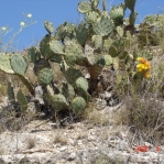 Opuntia lindheimeri, Del Rio, TX, April