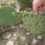 Opuntia lindheimeri with damage from insects, disease, and grazing