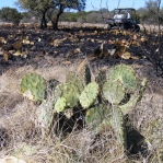 Opuntia lindheimeri, surviving grass fire