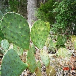 Opuntia lindheimeri, with heavy insect damage