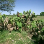 Opuntia lindheimeri, east TX