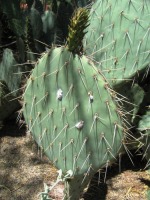 Opuntia littoralis, Desert Botanical Garden, Tempe, AZ
