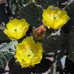 Opuntia littoralis, Desert Botanical Garden, Tempe, AZ