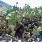 Opuntia littoralis, Camarillo, CA