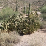 Opuntia lubrica, Catalina Rd, Tucson, AZ