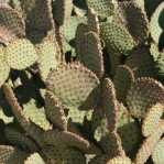 Opuntia lubrica, Catalina Rd, Tucson, AZ