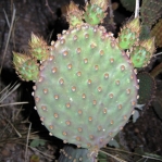 Opuntia lubrica, Santa Catalina Mts, AZ
