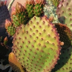 Opuntia lubrica, Tucson, AZ