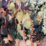 Opuntia lubrica, Tucson, AZ